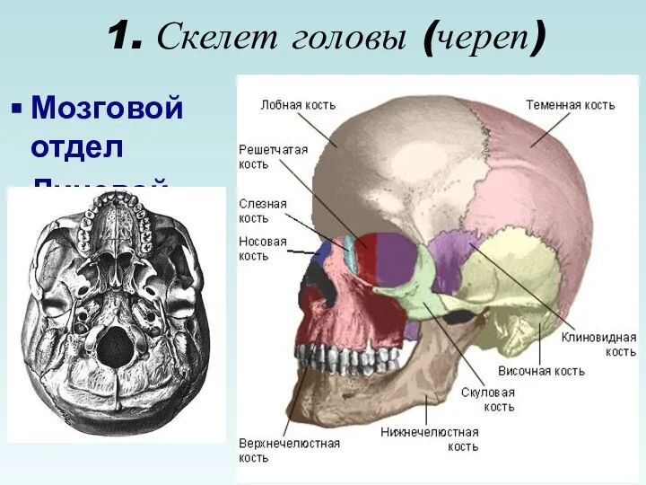 1. Скелет головы (череп) Мозговой отдел Лицевой отдел