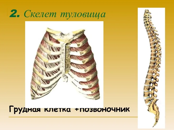 2. Скелет туловища Грудная клетка +позвоночник