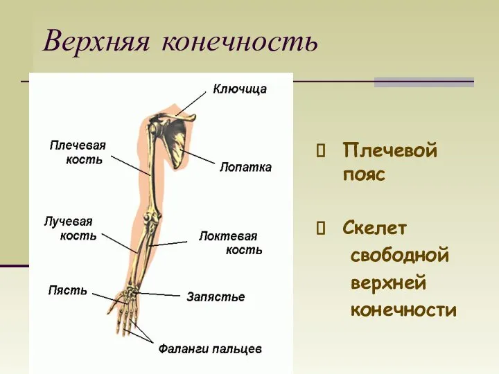 Верхняя конечность Плечевой пояс Скелет свободной верхней конечности