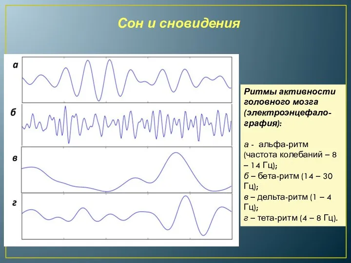 Ритмы активности головного мозга (электроэнцефало-графия): а - альфа-ритм (частота колебаний – 8