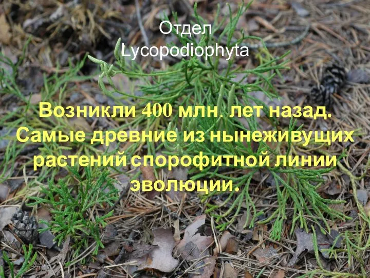 Отдел Lycopodiophyta Возникли 400 млн. лет назад. Самые древние из нынеживущих растений спорофитной линии эволюции.