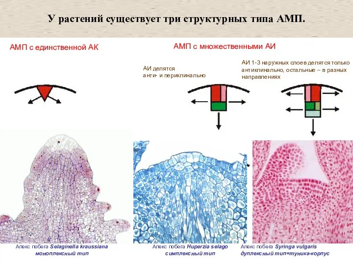 АМП с единственной АК АМП с множественными АИ У растений существует три