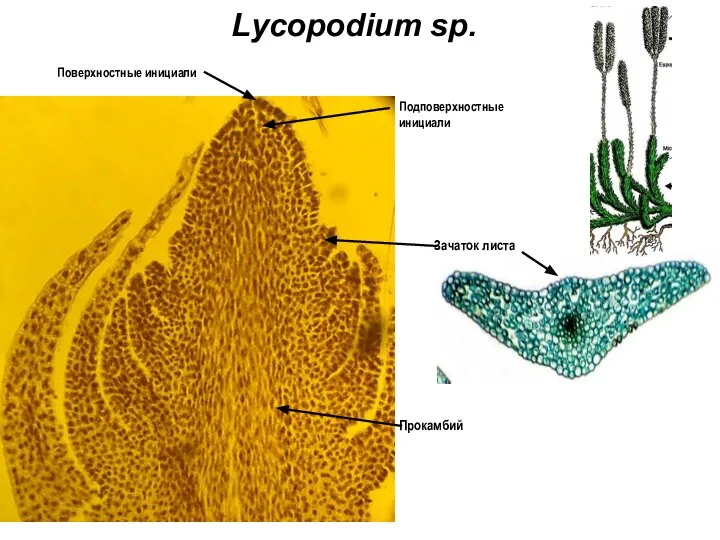 Lycopodium sp. Зачаток листа Поверхностные инициали Подповерхностные инициали Прокамбий