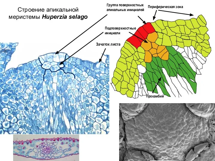 Строение апикальной меристемы Huperzia selago Прокамбий Группа поверхностных апикальных инициалей Периферическая зона Подповерхностные инициали Зачаток листа