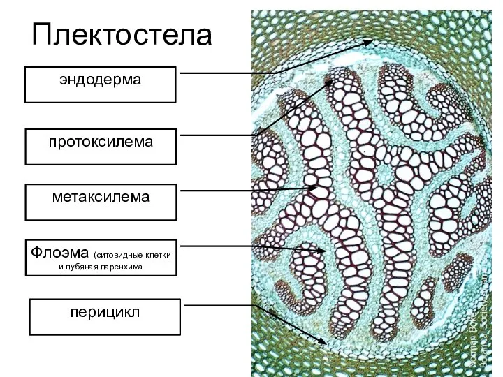 Плектостела