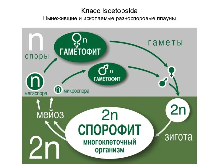 Класс Isoetopsida Нынеживщие и ископаемые разноспоровые плауны