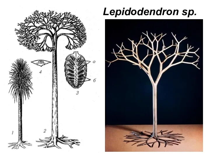 Lepidodendron sp.