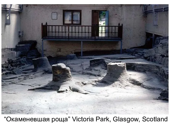 “Окаменевшая роща” Victoria Park, Glasgow, Scotland
