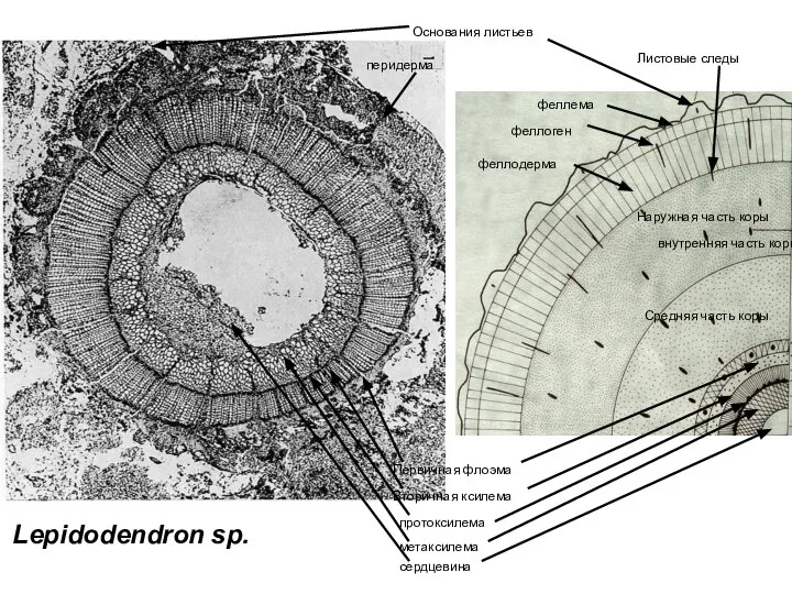 перидерма феллема феллоген феллодерма Наружная часть коры Листовые следы Средняя часть коры