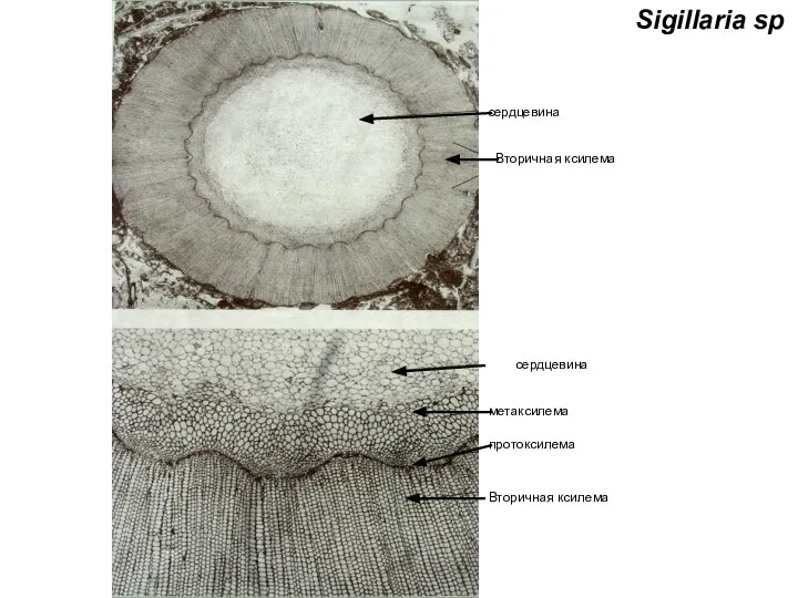 Sigillaria sp Вторичная ксилема метаксилема сердцевина протоксилема Вторичная ксилема сердцевина