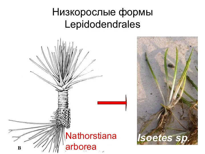 Низкорослые формы Lepidodendrales Nathorstiana arborea Isoetes sp.