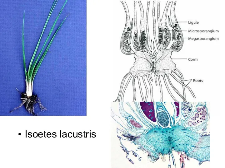 Isoetes lacustris