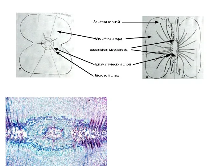 Призматический слой Базальная меристема Зачатки корней Листовой след Вторичная кора