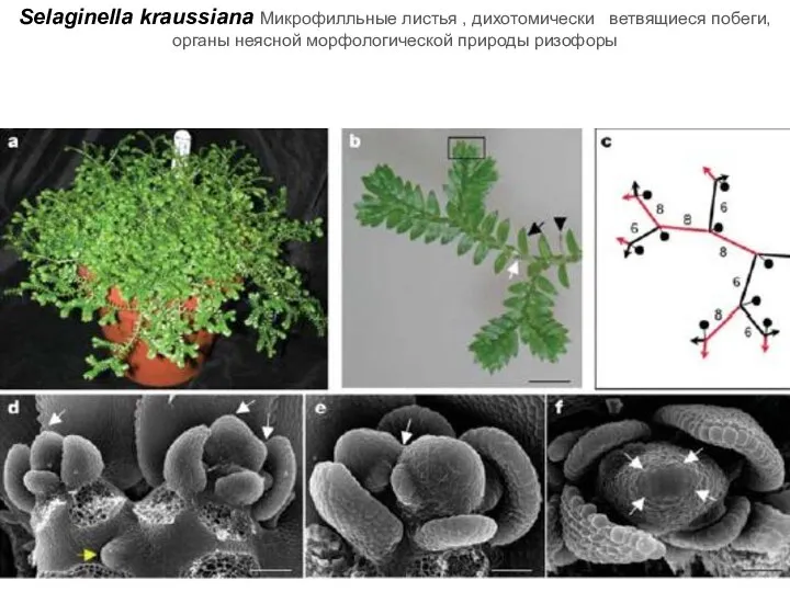 Selaginella kraussiana Микрофилльные листья , дихотомически ветвящиеся побеги, органы неясной морфологической природы ризофоры