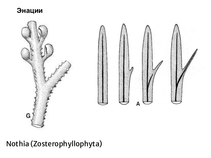 Энации Nothia (Zosterophyllophyta)