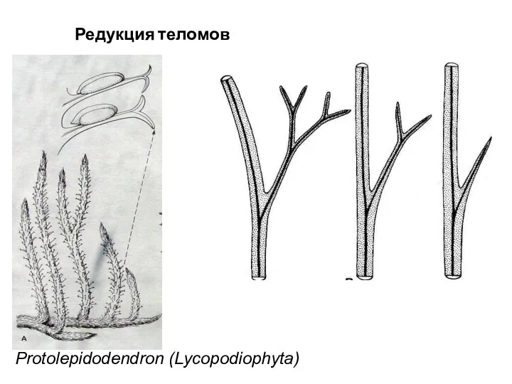 Protolepidodendron (Lycopodiophyta) Редукция теломов