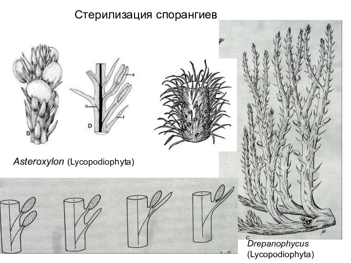 Drepanophycus (Lycopodiophyta) Asteroxylon (Lycopodiophyta) Стерилизация спорангиев