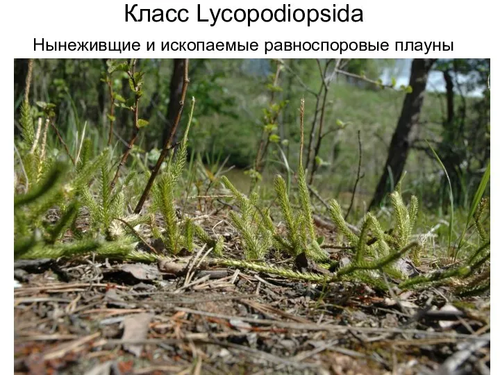 Класс Lycopodiopsida Нынеживщие и ископаемые равноспоровые плауны