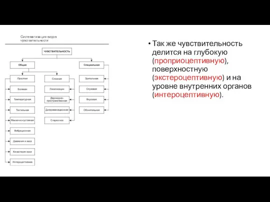 Систематизация видов чувствительности Так же чувствительность делится на глубокую (проприоцептивную), поверхностную (экстероцептивную)