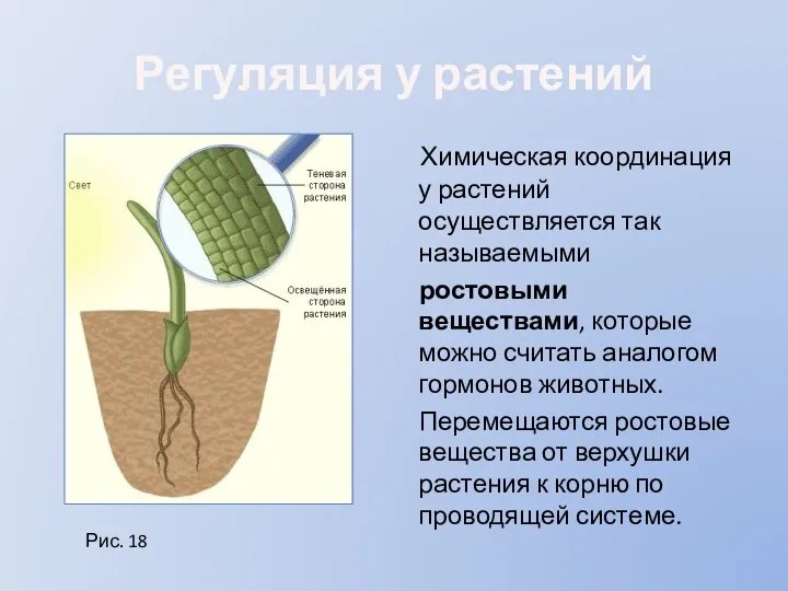 Регуляция у растений Химическая координация у растений осуществляется так называемыми ростовыми веществами,