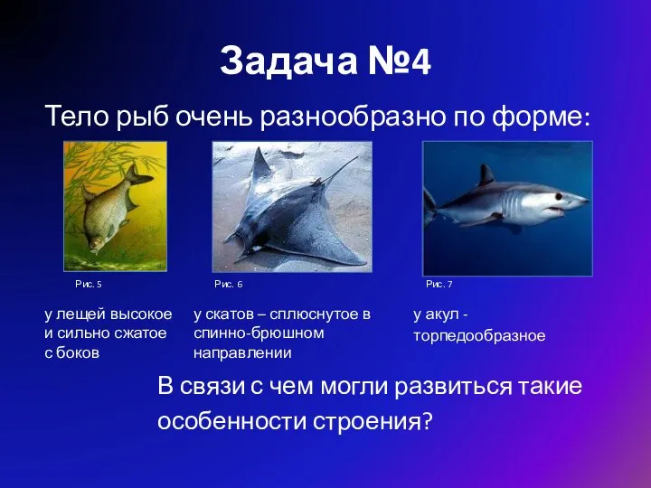 Задача №4 Тело рыб очень разнообразно по форме: у лещей высокое и