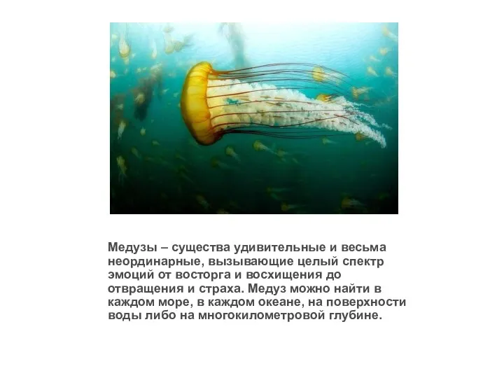 Медузы – существа удивительные и весьма неординарные, вызывающие целый спектр эмоций от