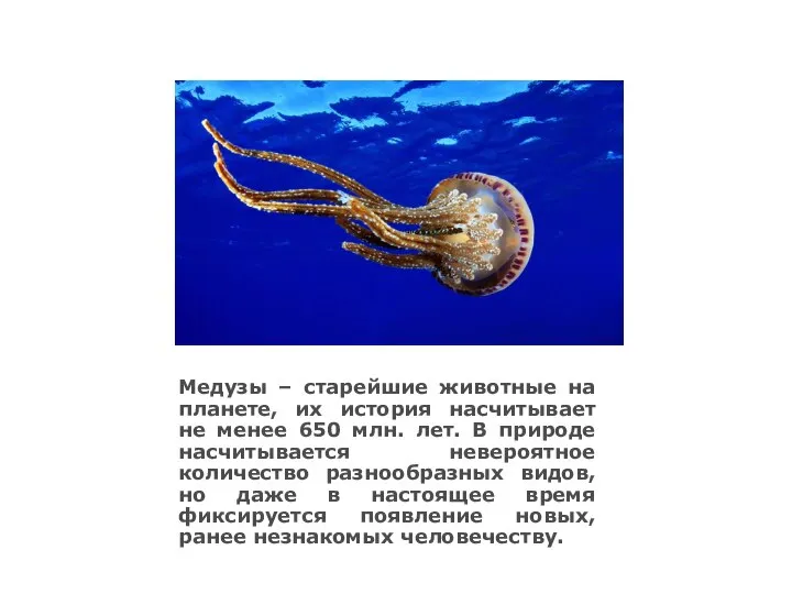 Медузы – старейшие животные на планете, их история насчитывает не менее 650