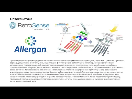 Оптогенетика Существующая концепция предполагает использование аденоассоциированного вируса (AAV) серотипа 2 (либо его