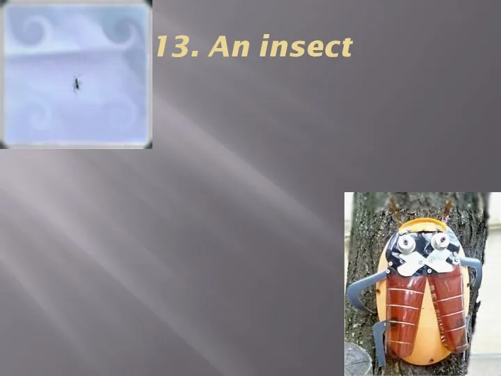 13. An insect