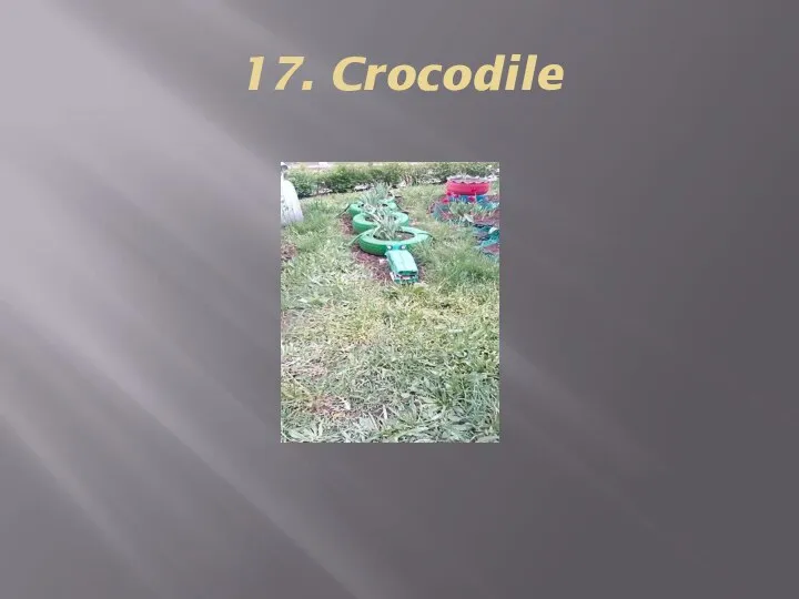 17. Crocodile