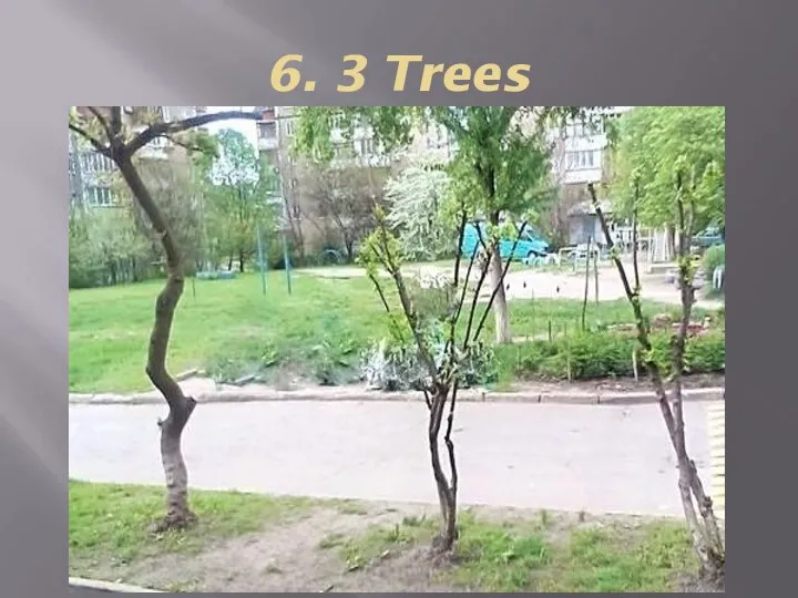 6. 3 Trees