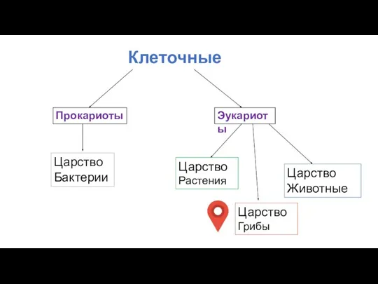 Клеточные Прокариоты Эукариоты Царство Бактерии Царство Растения Царство Грибы Царство Животные