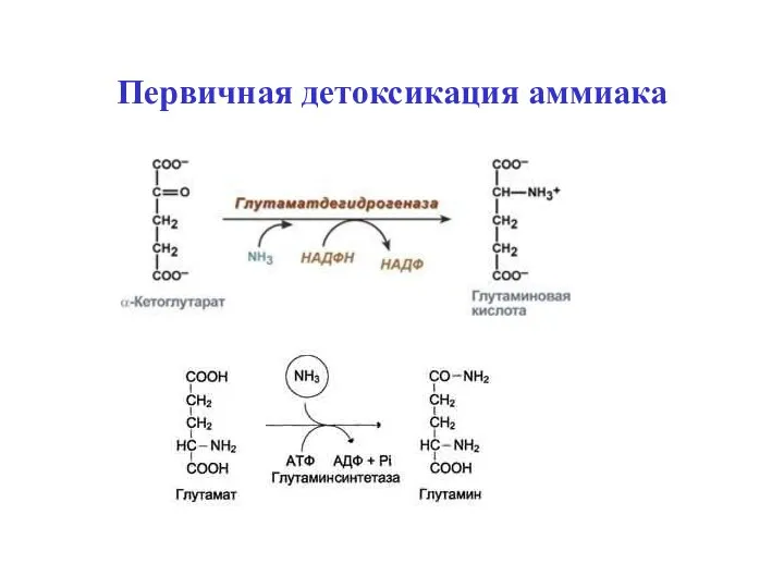 Первичная детоксикация аммиака