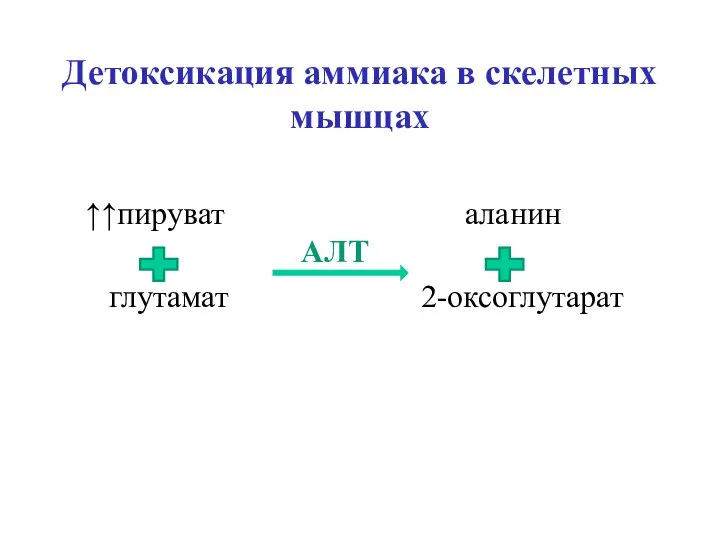 Детоксикация аммиака в скелетных мышцах ↑↑пируват аланин АЛТ глутамат 2-оксоглутарат