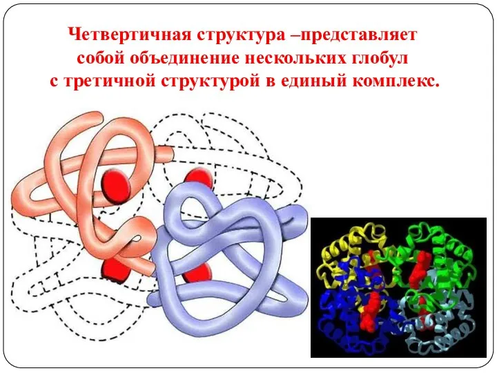 Четвертичная структура –представляет собой объединение нескольких глобул с третичной структурой в единый комплекс.