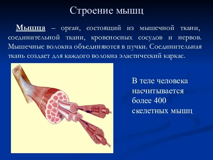 Строение мышц Мышца – орган, состоящий из мышечной ткани, соединительной ткани, кровеносных