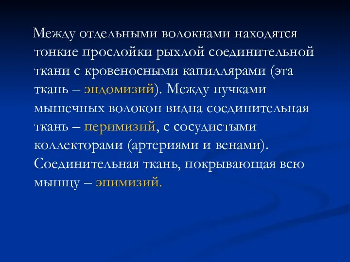 Между отдельными волокнами находятся тонкие прослойки рыхлой соединительной ткани с кровеносными капиллярами