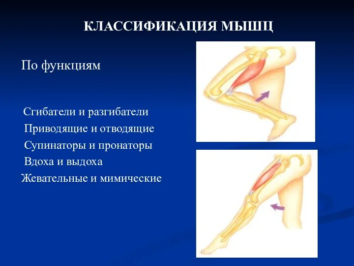 По функциям Сгибатели и разгибатели Приводящие и отводящие Супинаторы и пронаторы Вдоха