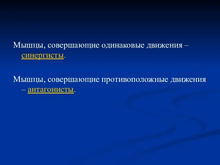 Мышцы, совершающие одинаковые движения – синергисты. Мышцы, совершающие противоположные движения – антагонисты.