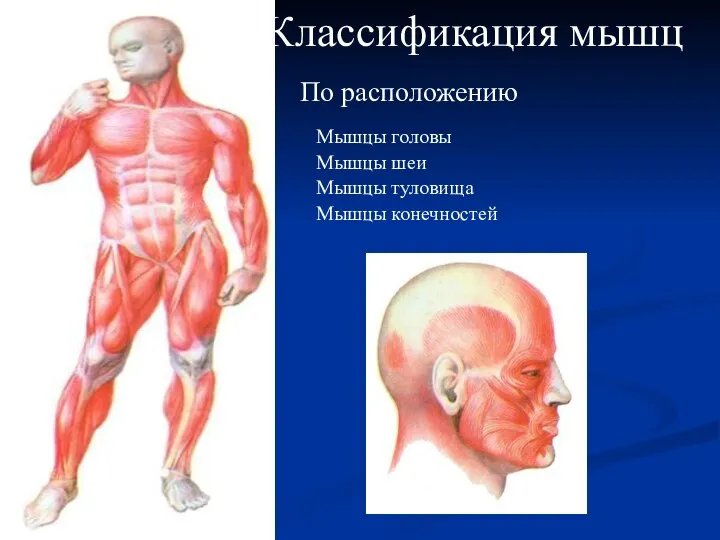 Классификация мышц По расположению Мышцы головы Мышцы шеи Мышцы туловища Мышцы конечностей