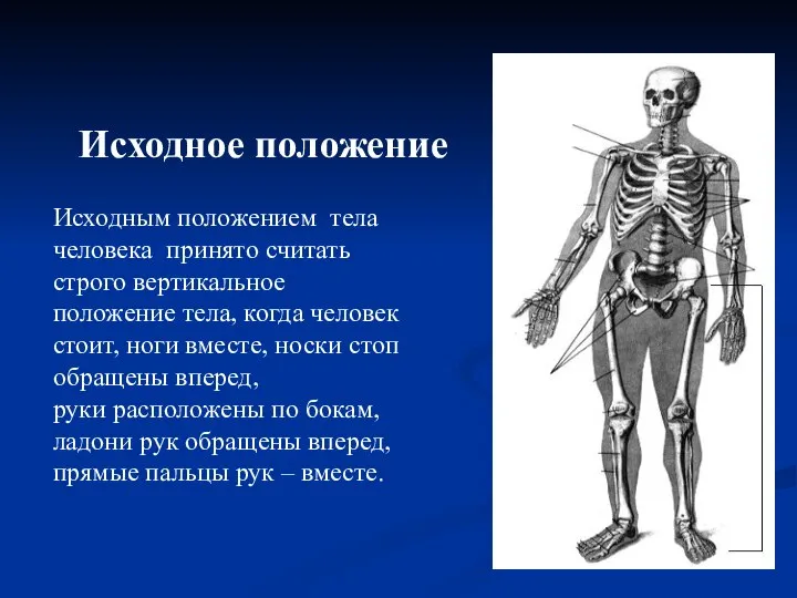 Исходное положение Исходным положением тела человека принято считать строго вертикальное положение тела,