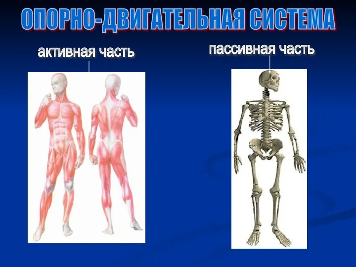 активная часть пассивная часть ОПОРНО-ДВИГАТЕЛЬНАЯ СИСТЕМА