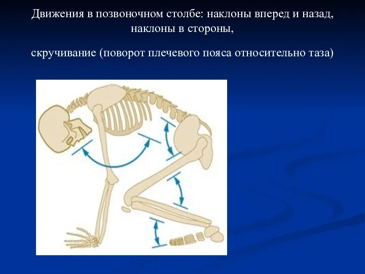 Движения в позвоночном столбе: наклоны вперед и назад, наклоны в стороны, скручивание