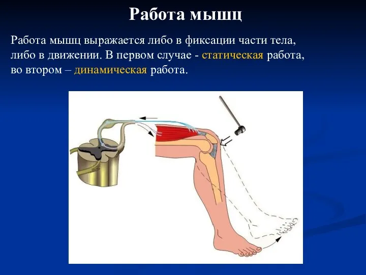 Работа мышц Работа мышц выражается либо в фиксации части тела, либо в