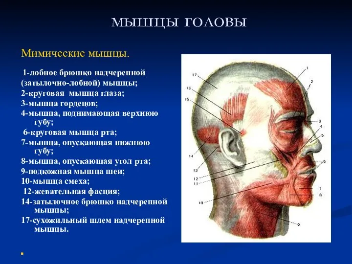 мышцы головы Мимические мышцы. 1-лобное брюшко надчерепной (затылочно-лобной) мышцы; 2-круговая мышца глаза;