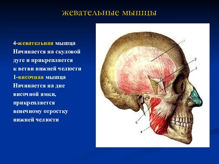 жевательные мышцы 4-жевательная мышца Начинается на скуловой дуге и прикрепляется к ветви