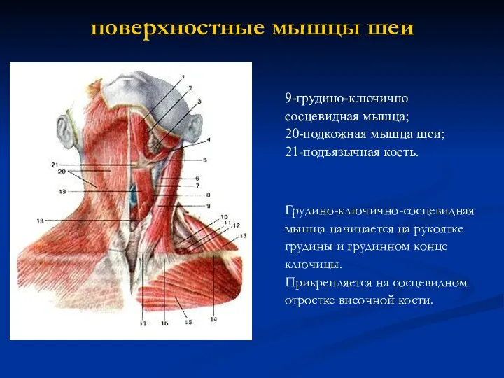 поверхностные мышцы шеи 9-грудино-ключично сосцевидная мышца; 20-подкожная мышца шеи; 21-подъязычная кость. Грудино-ключично-сосцевидная