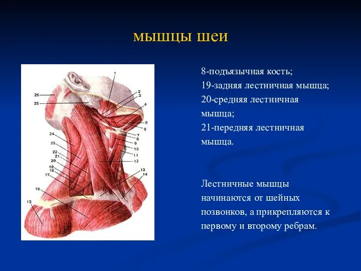 мышцы шеи 8-подъязычная кость; 19-задняя лестничная мышца; 20-средняя лестничная мышца; 21-передняя лестничная