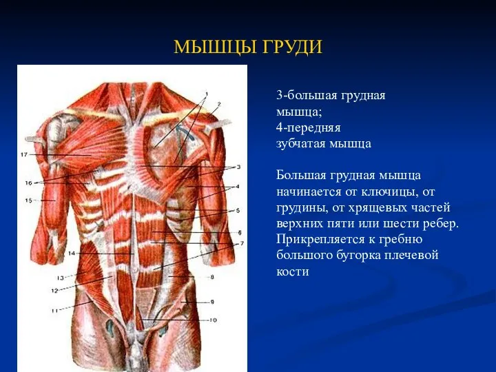 МЫШЦЫ ГРУДИ 3-большая грудная мышца; 4-передняя зубчатая мышца Большая грудная мышца начинается