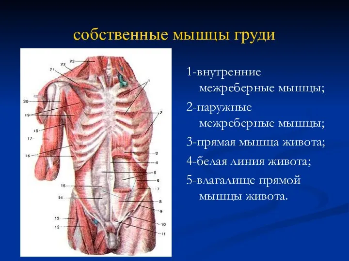собственные мышцы груди 1-внутренние межреберные мышцы; 2-наружные межреберные мышцы; 3-прямая мышца живота;